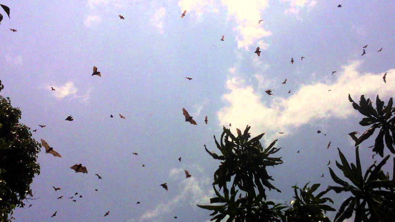 Bats over Napoleon Island, Kibuye, Rwanda - YouTube