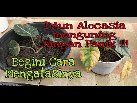 Video: Mengapa Zamioculcas Menguning