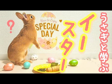 ウサギの消化管異物を防ぐ！今日からできる予防習慣３つ
