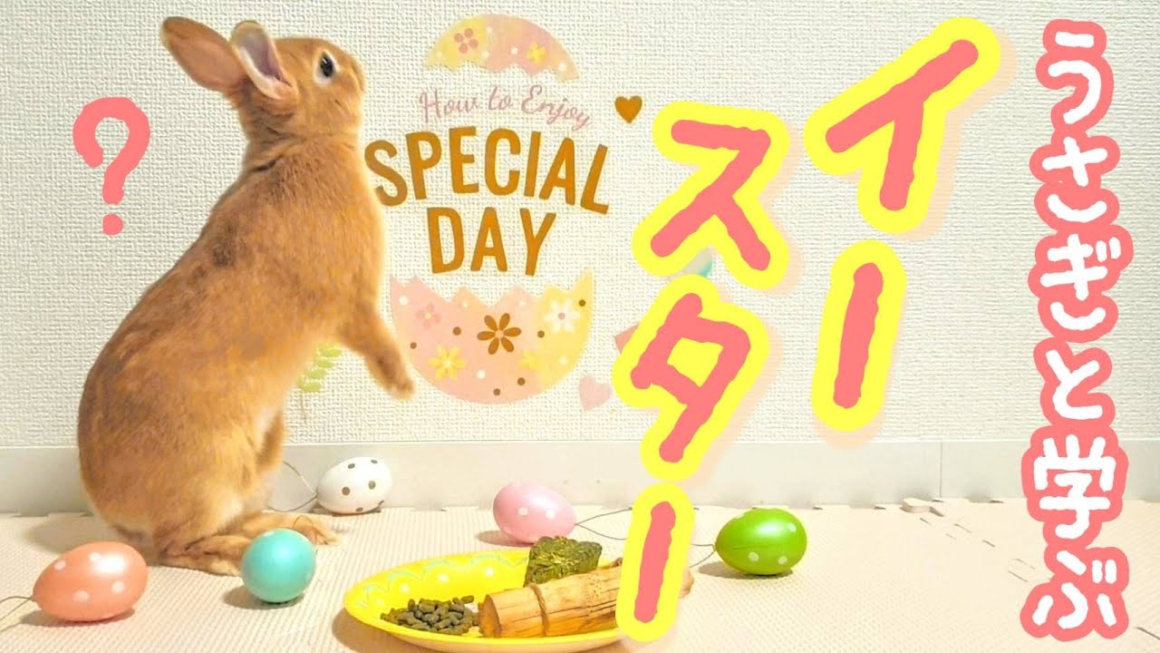 うさぎとたまごがイースターの象徴である理由とは 可愛いうさぎとハムスターと共に解説 Youtube