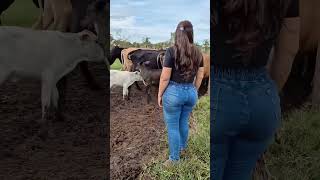 Beautiful Cow Milking on the Farm 🐄🥛 | Real Village Life #shorts part.16