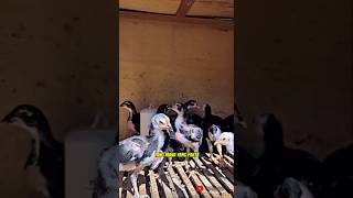PENJELASAN LENGKAP SEPUTAR TERNAK AYAM BANGKOK YANG BAGUS DAN BERKUALITAS #anakayam #ayambangkok