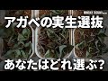 【アガベ実生】ネームド×ネームドのサラブレッド実生を選抜!