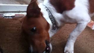 2012-11-08 Milo The Jack Russell Eating A Shoe Hide