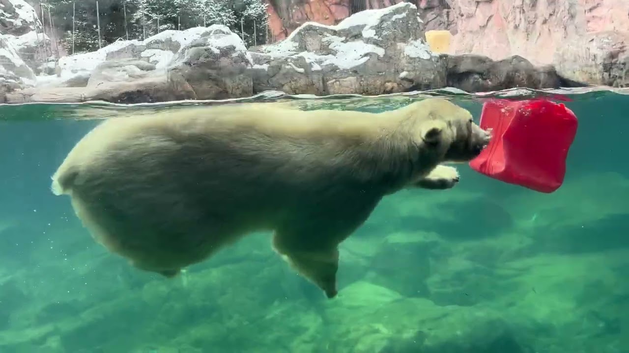 八木山動物公園   ホッキョクグマ   🐻‍❄️うみ 🐻‍❄️そら 🐻‍❄️ポーラ #シネマティックモード 