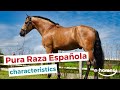 P.R.E. Horses | characteristics, origin & disciplines