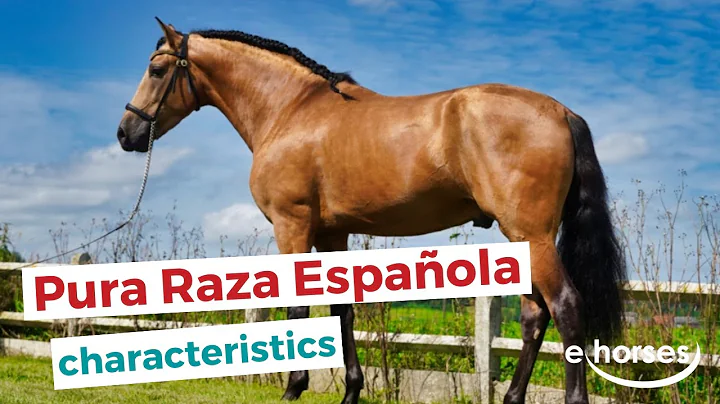 PRE (Pura Raza Española) Horses | characteristics, origin & disciplines - DayDayNews