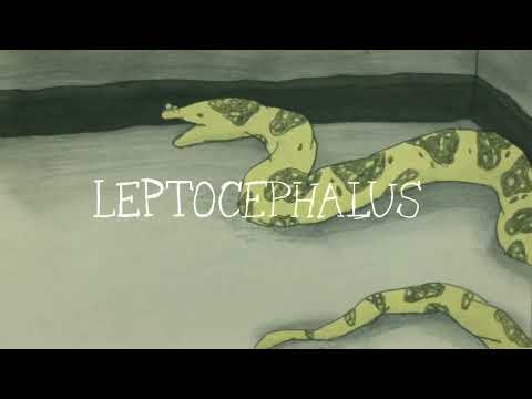 Leptocephalus (2026)