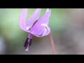 カタクリの花咲く頃 花と小父さん 浜口 庫之助