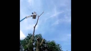 Cheap Tree Removal or Discount Tree Removal in Provo, Utah