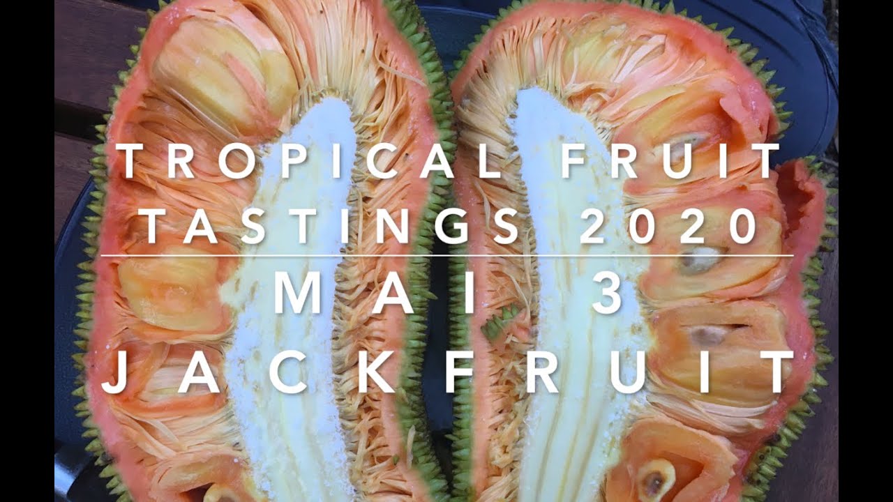 Mai 3 Jackfruit Tasting- Florida Tropical Fruit Tastings 2020