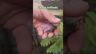Filhote anilhado. 🙏🙏🙏🥰