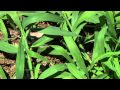 Identifying Grassy Weeds: Goosegrass and Crabgrass