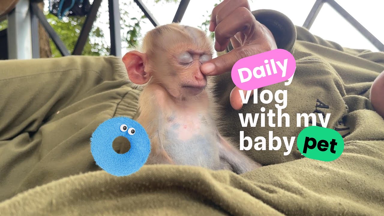 Cutest Baby Monkey Falling Asleep 🐒 | TOMO’s Sleep Battle 