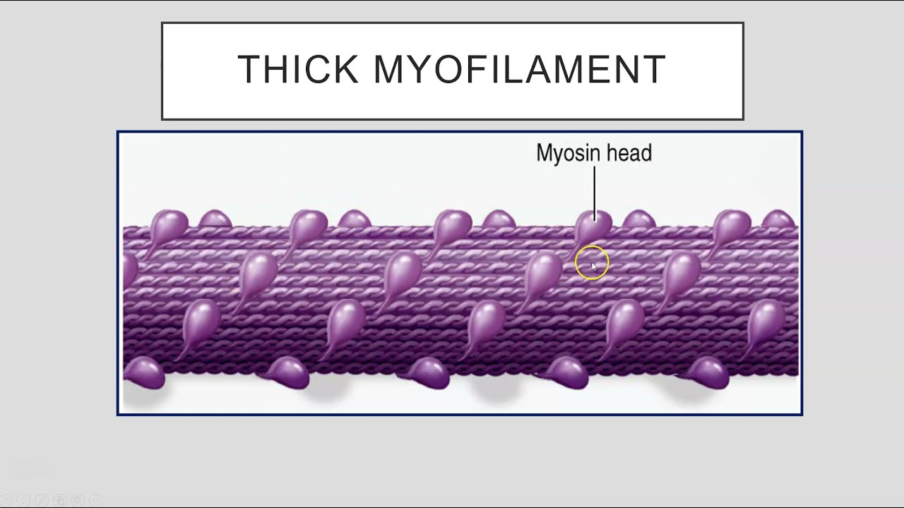 Anatomy and Physiology 1: Muscle Physiology
