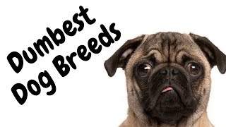 10 Dumbest Dog Breeds But Lovable