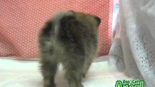 【ペットショップ エンゼル】お薦めの子犬・子猫 1107002.mpg