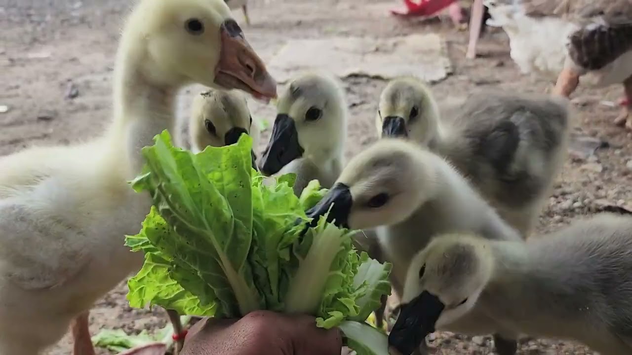 កូនក្ងានក្បាលតោស៊ីស្ពៃ - Babies African Gosling Eat Fresh Cabbage