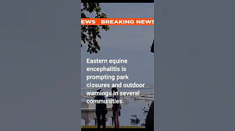 A Rare Mosquito Virus is Causing Concern in Massachusetts Towns #massachusetts #mosquitos #lockdown thumbnail