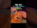 可愛い猫にチート使ってみたら