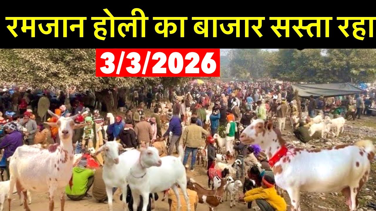 आज का बाज़ार रेट 3/3/2026 Taharpur Bakra  Mandi Live Update  With Prices Moradabad UP
