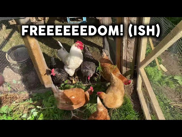Easy Diy Chicken Brooder Scott Family Homestead DIY Chicken Brooder