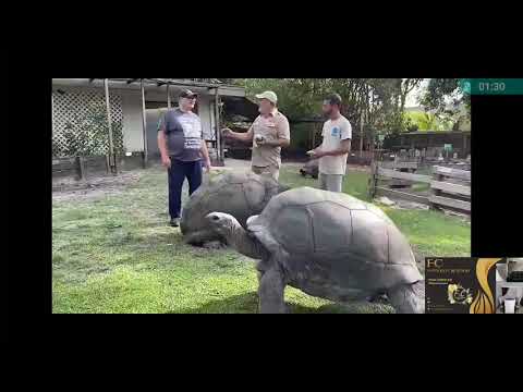 #100yearsTortoise🐢