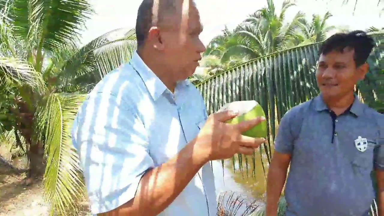 Kebun Induk Kelapa Pandan Wangi ! 08116201350