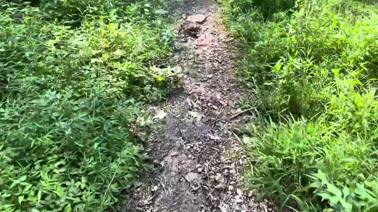 Experience Golden Hour on a Peaceful Hike | Relaxing Nature Sounds