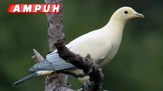 ⭐Suara Pikat Burung Pergam Kumkum Putih Paling Ampuh Suara Jernih 101% Ampuh Merapat‼️