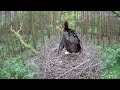 Lódz, PL 2023 05 23 Black Stork - Hawk tries to throw chicks from nest