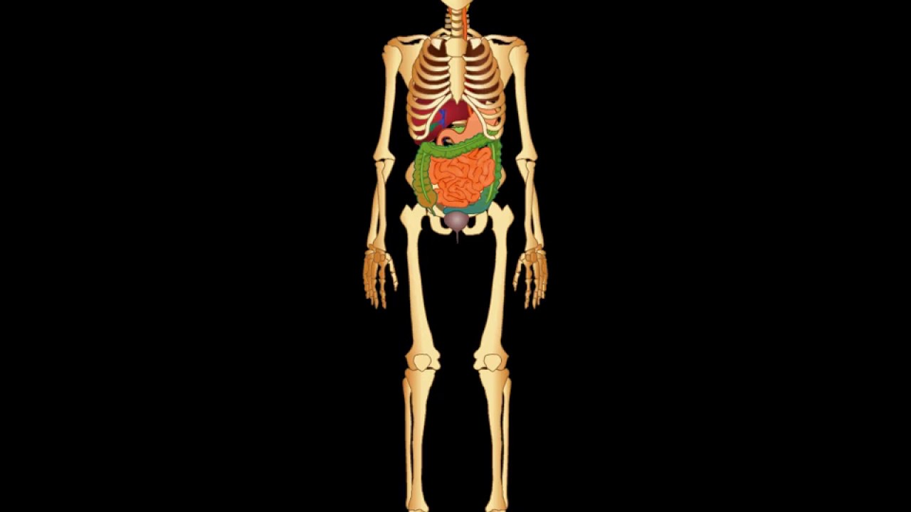 Éléments d'anatomie  Squelette humain, Anatomie, Upe2a