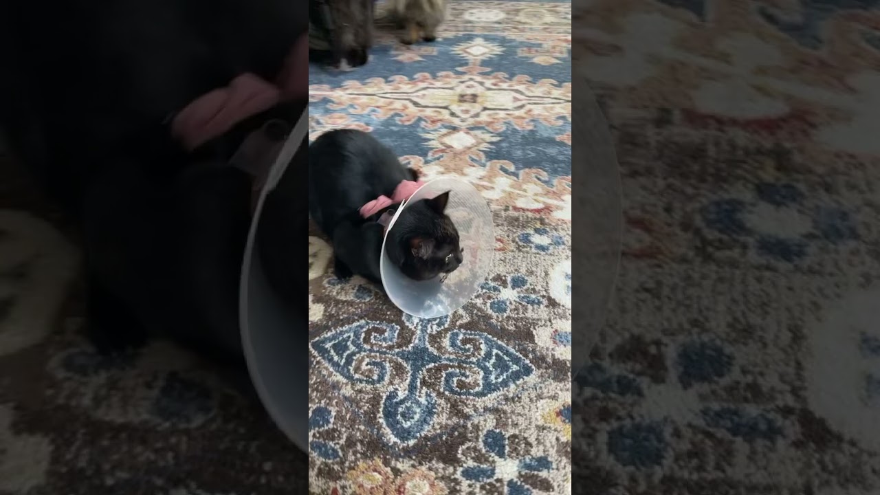 Onyx my black cat 🐈‍⬛ hates the cone , surgery day for my tomcat 🐈‍⬛