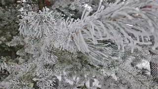 Pinus parviflora borovice drobnokvětá