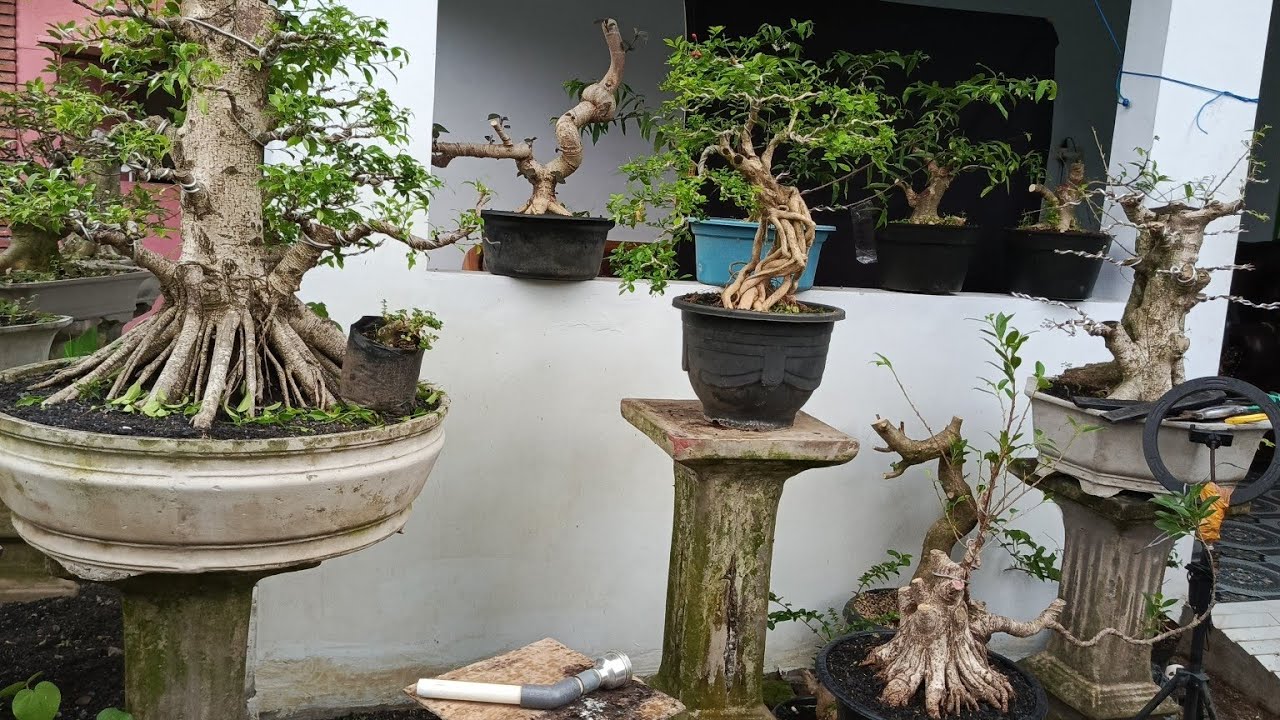 GEBYAR NOTA SEPESIAL BAHAN PROSPEK 👍ADM 085334527859 #BONSAI #caraperawatanbonsai #hobybonsai 