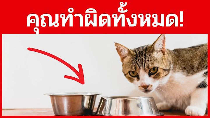 คุณให้อาหารแมวของคุณผิดทั้งหมด !