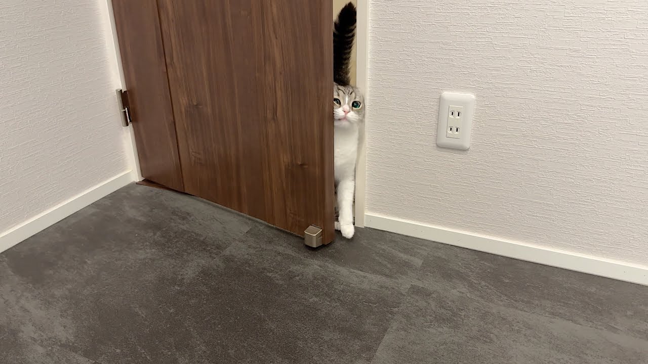 毎朝ドアを閉めて運動してるとこじ開けて侵入してくる猫がこうなってましたw