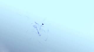 advent sermon intro animation