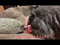 いっしょにちゅ～る