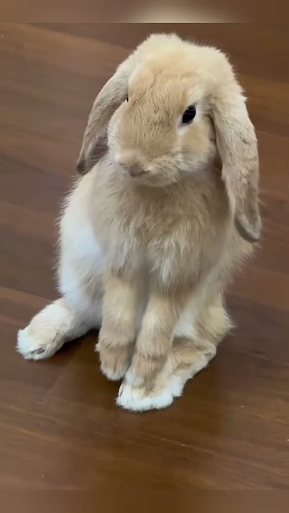 Angry rabbit #rabbitt #funnypet #cute #funny