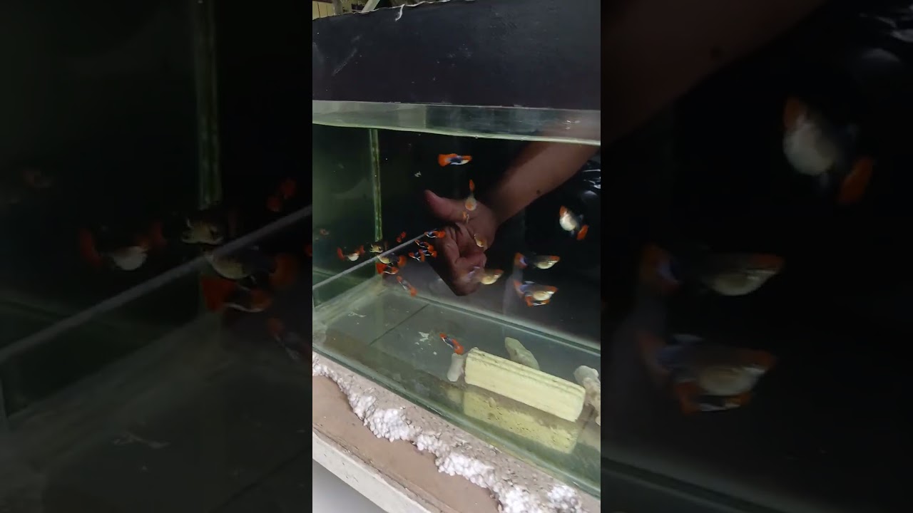 Jangan khawatir ada penjual pasti ada pembeli 