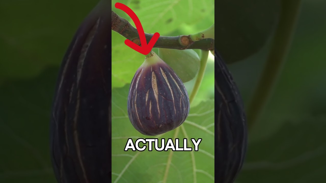 8 More Crazy Fruit Facts You’ve Never Heard Before 🍍 