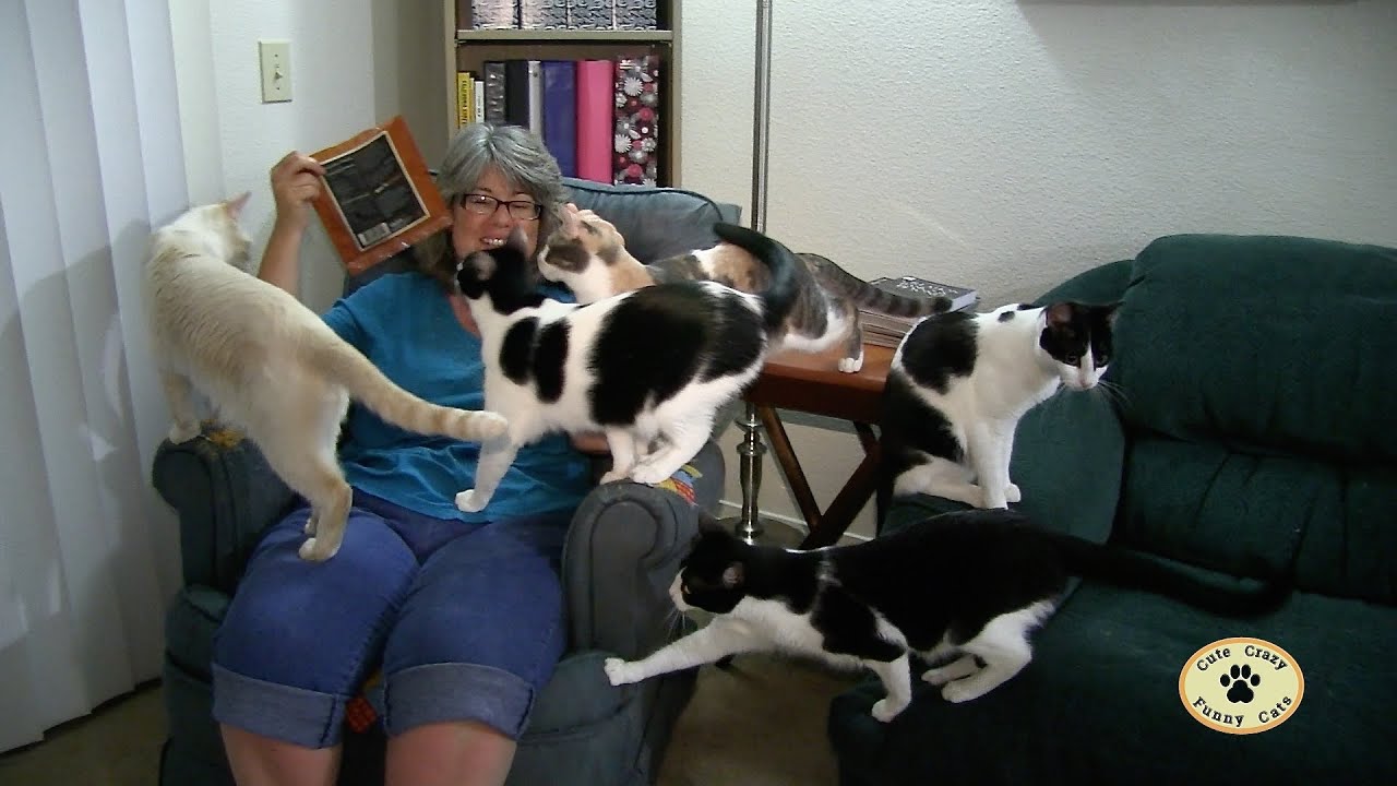 BEEF JERKY CATS! CUTE CRAZY FUNNY CATS YouTube