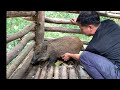 Survival instinct, wilderness alone, domestication of wild boar, Building a life (Ep 131)