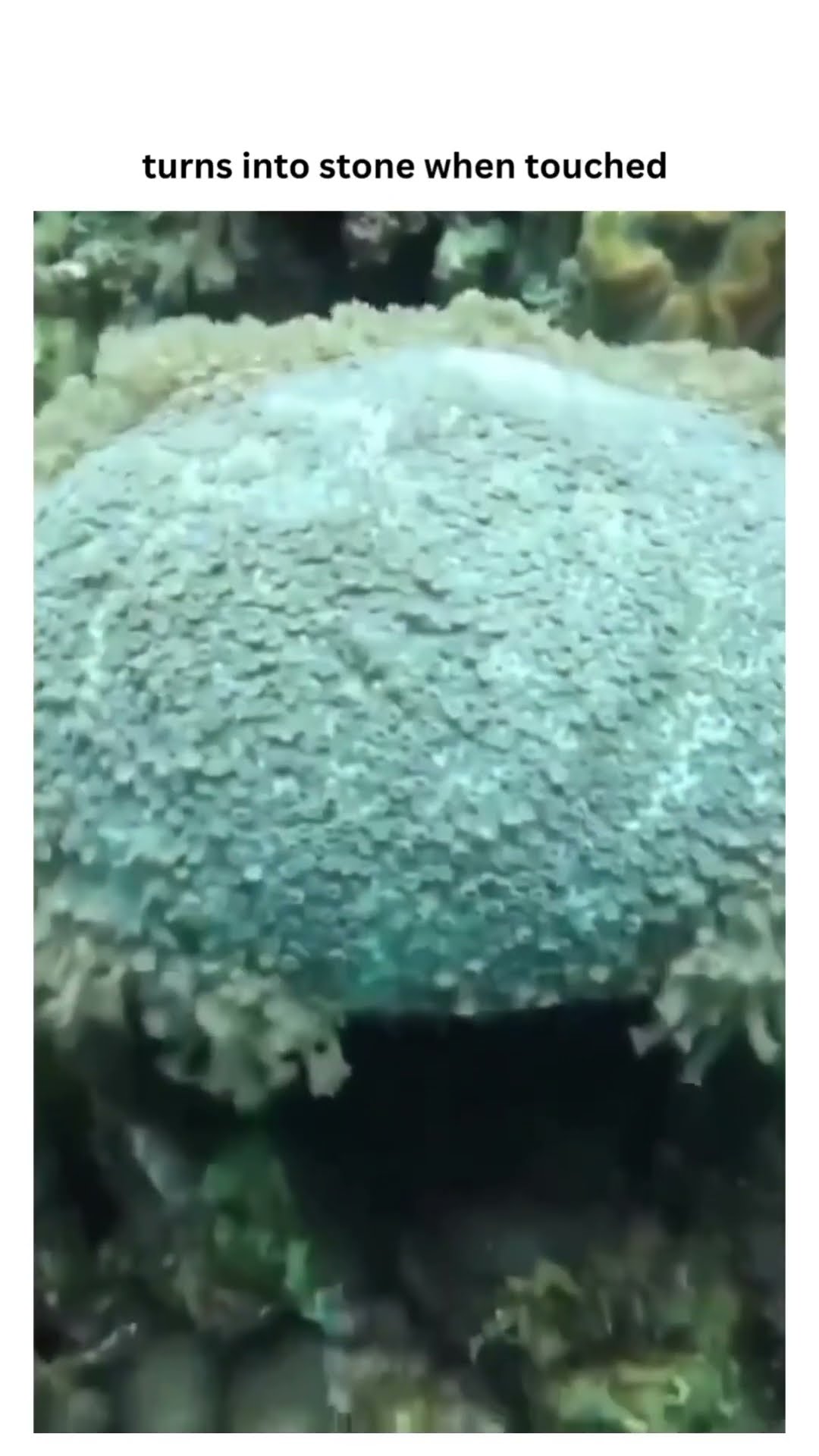 Prvnci turning into some stone when touched he untouched