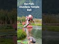 Sacred Koi Fish Ulundanu  Bali #koi #koifish #koinoniaglobal #balitravel #ulundanuberatan #travel