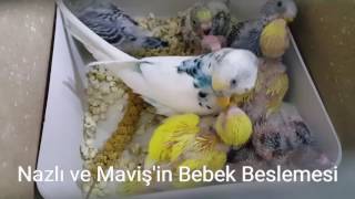 Muhabbet Kuşlarının yavrularını beslemesi Resimi
