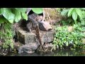 A big watermonitor climbs in a tube