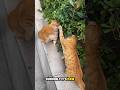 Bestie Fight: When Orange Cats Get Playful #shorts #cat #funny