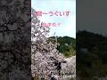 鶯~うぐいす~,,島津悦子 #ショート